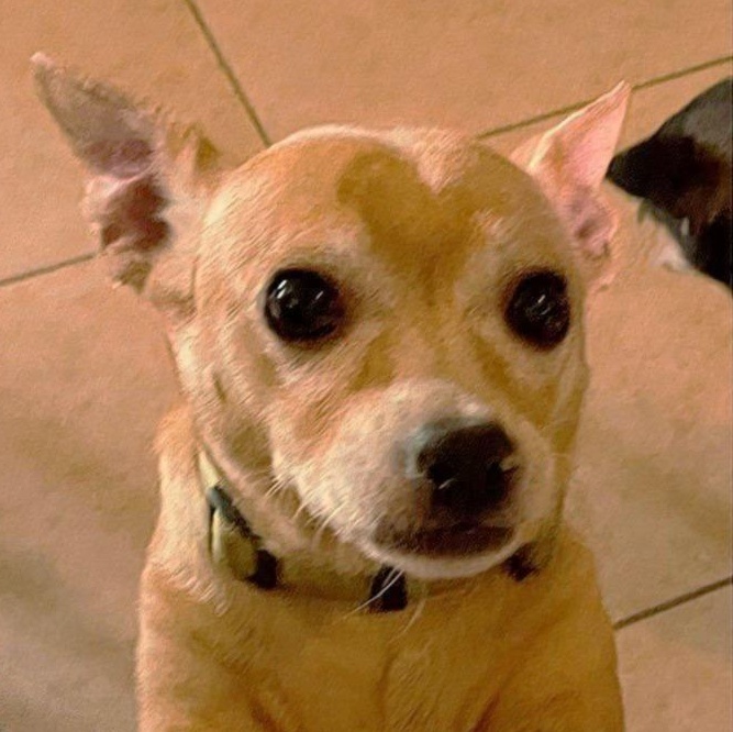 Enlarge Teddy22, a ADOPTABLE Chihuahua in Phoenix, AZ image 1/3