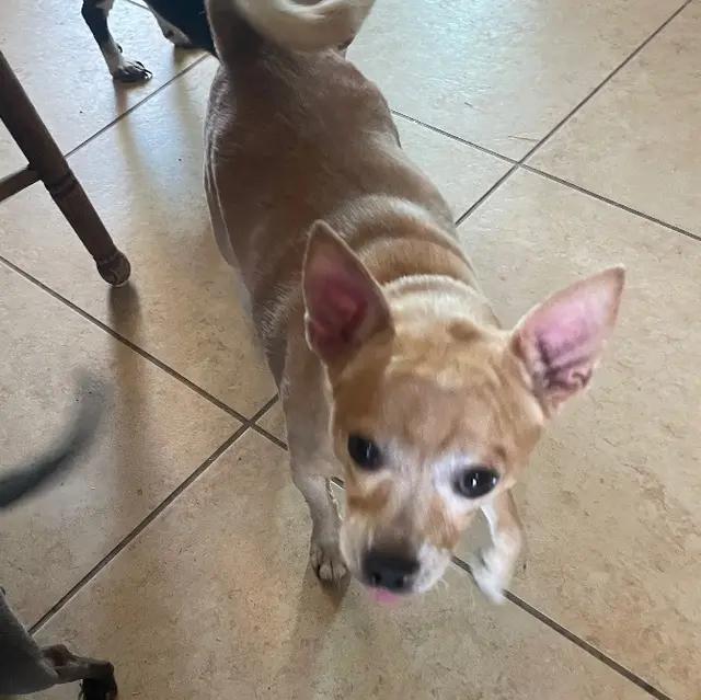 Enlarge Teddy22, a ADOPTABLE Chihuahua in Phoenix, AZ image 3/3