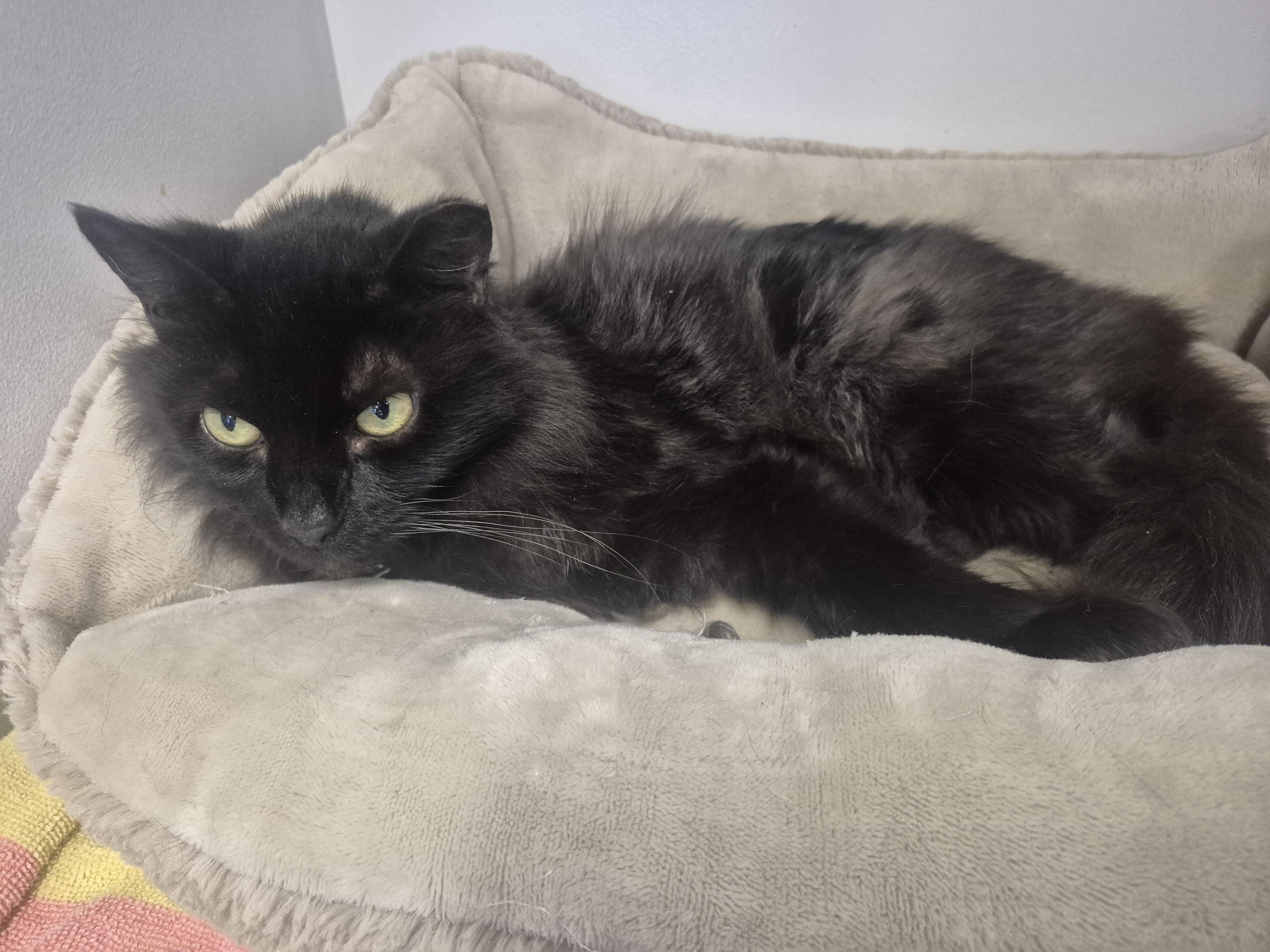 Luna, a ADOPTABLE Domestic Medium Hair in Cibolo, TX image 1/2