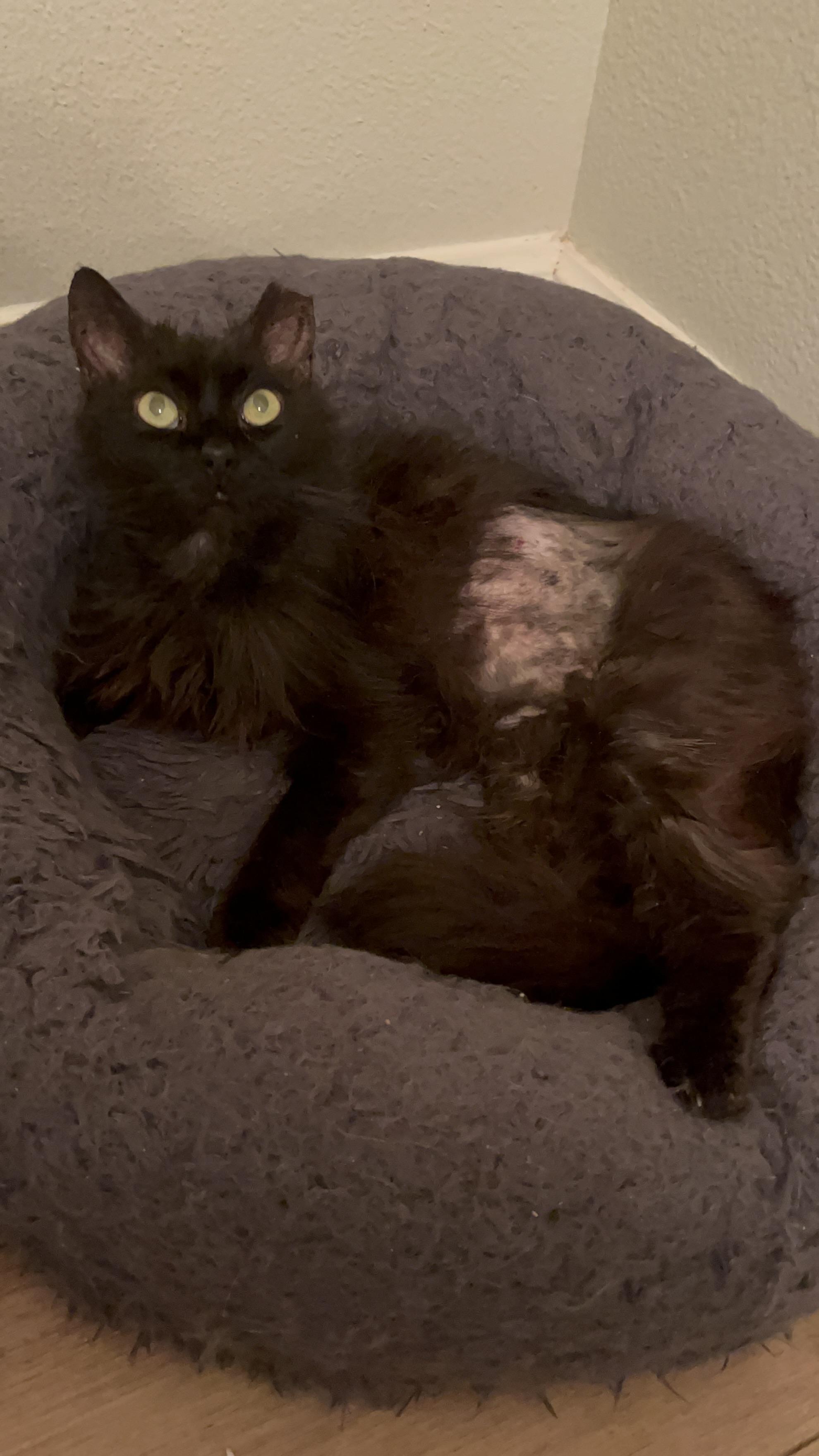 Luna, ADOPTABLE, Senior Female Domestic Medium Hair.