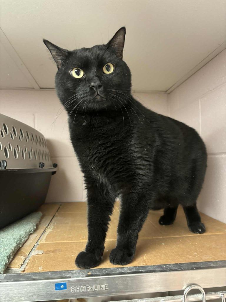 Enlarge Marty McFly, an adopted Domestic Short Hair in Hurricane, UT image 1/1