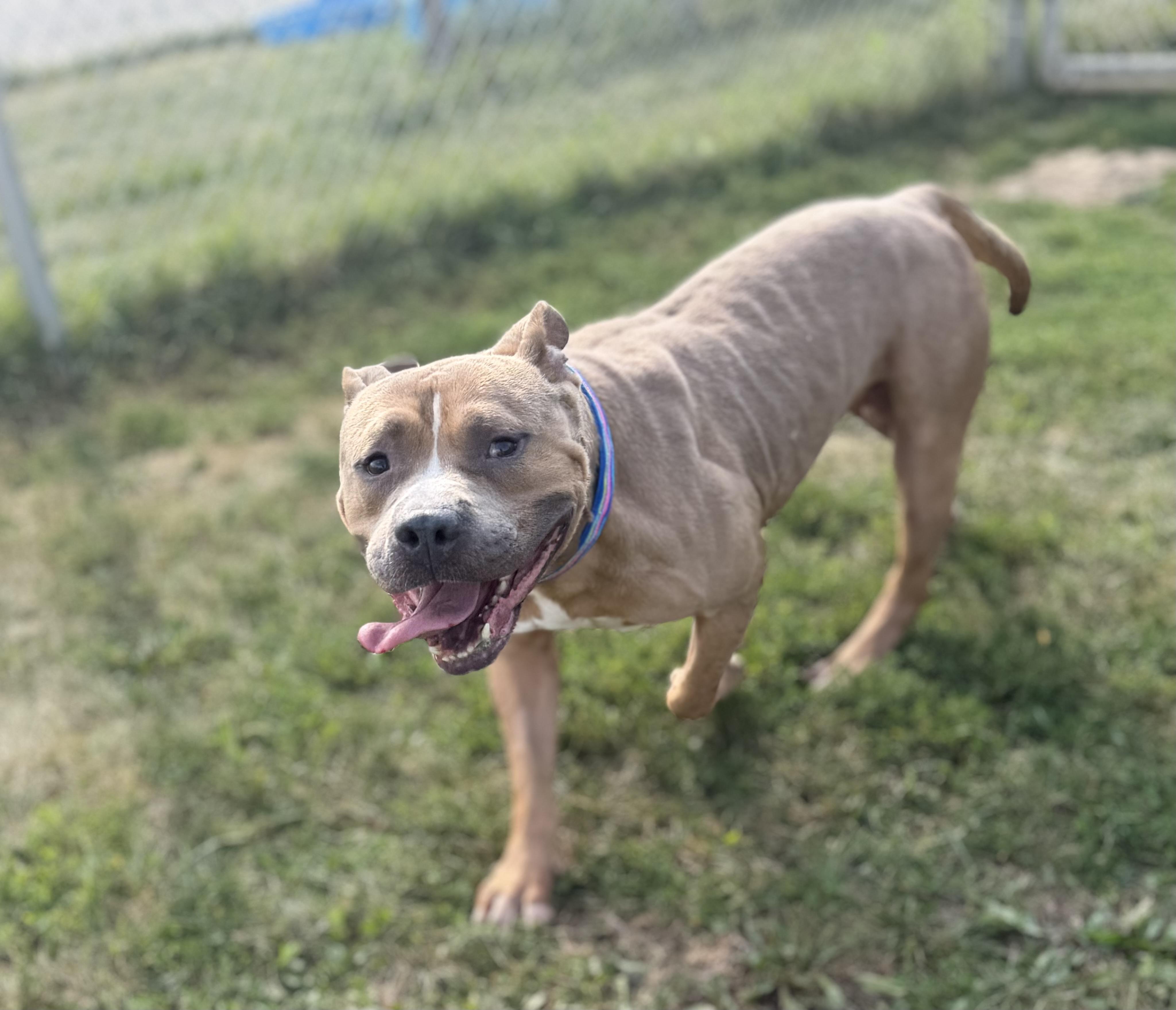 Danny, adopted, Adult Male Terrier.