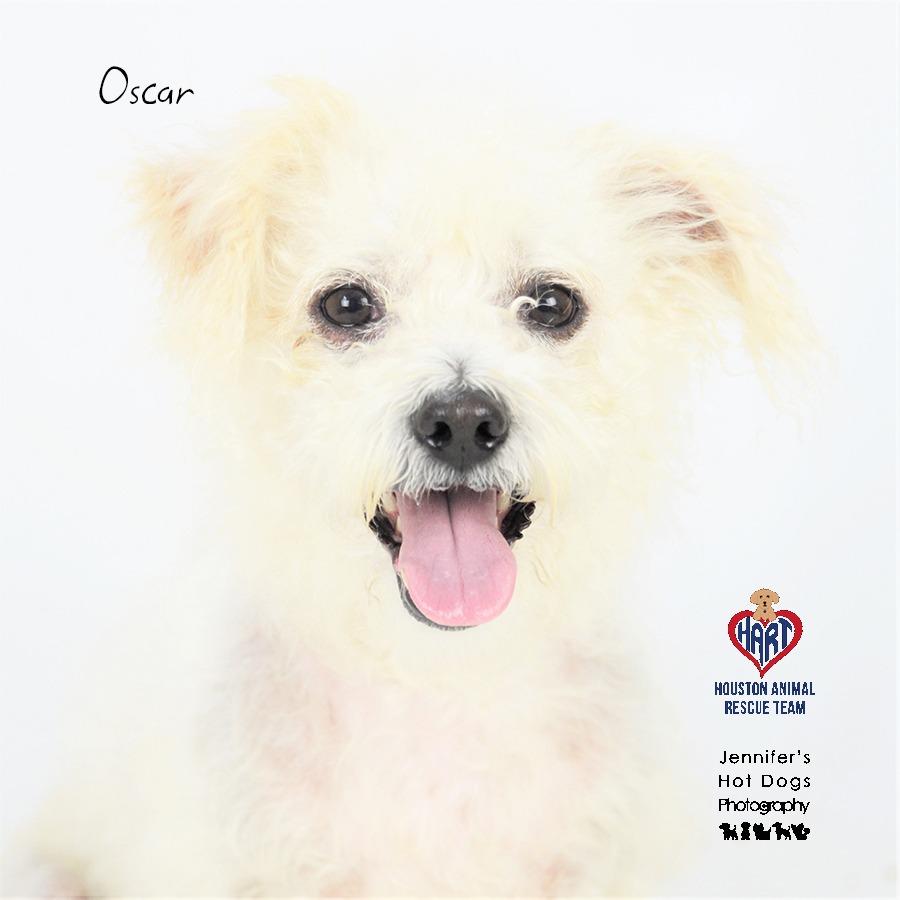 Enlarge Oscar, a Adoptable mixed breed in Hockley, TX image 1/2