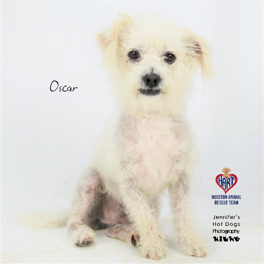 Enlarge Oscar, a Adoptable mixed breed in Hockley, TX image 2/2