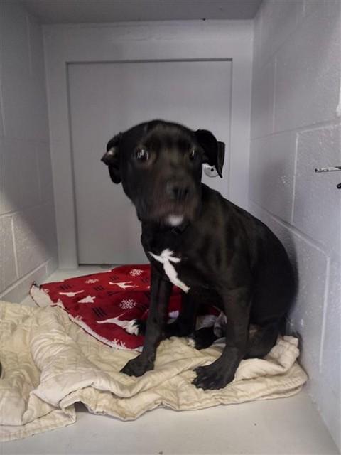 HADES, Adoptable, Puppy Male Pit Bull Terrier.