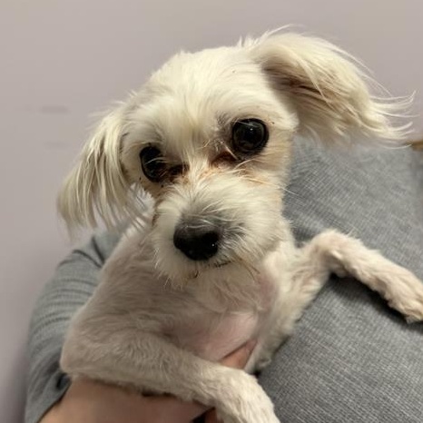 Enlarge Little Mama , an adopted Maltese in Cooperstown, NY image 1/1