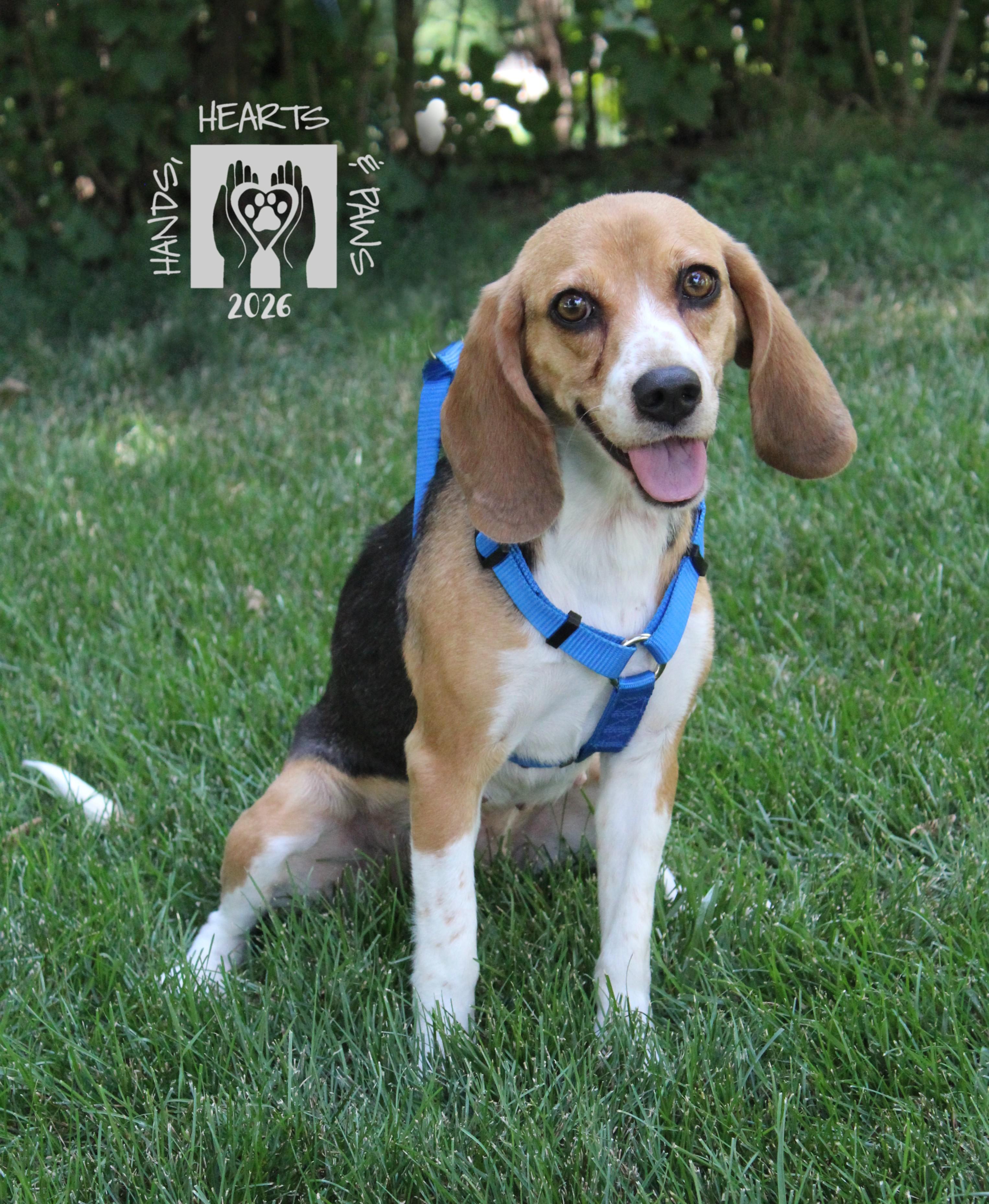 Enlarge Liora, a ADOPTABLE Beagle in Omaha, NE image 2/2