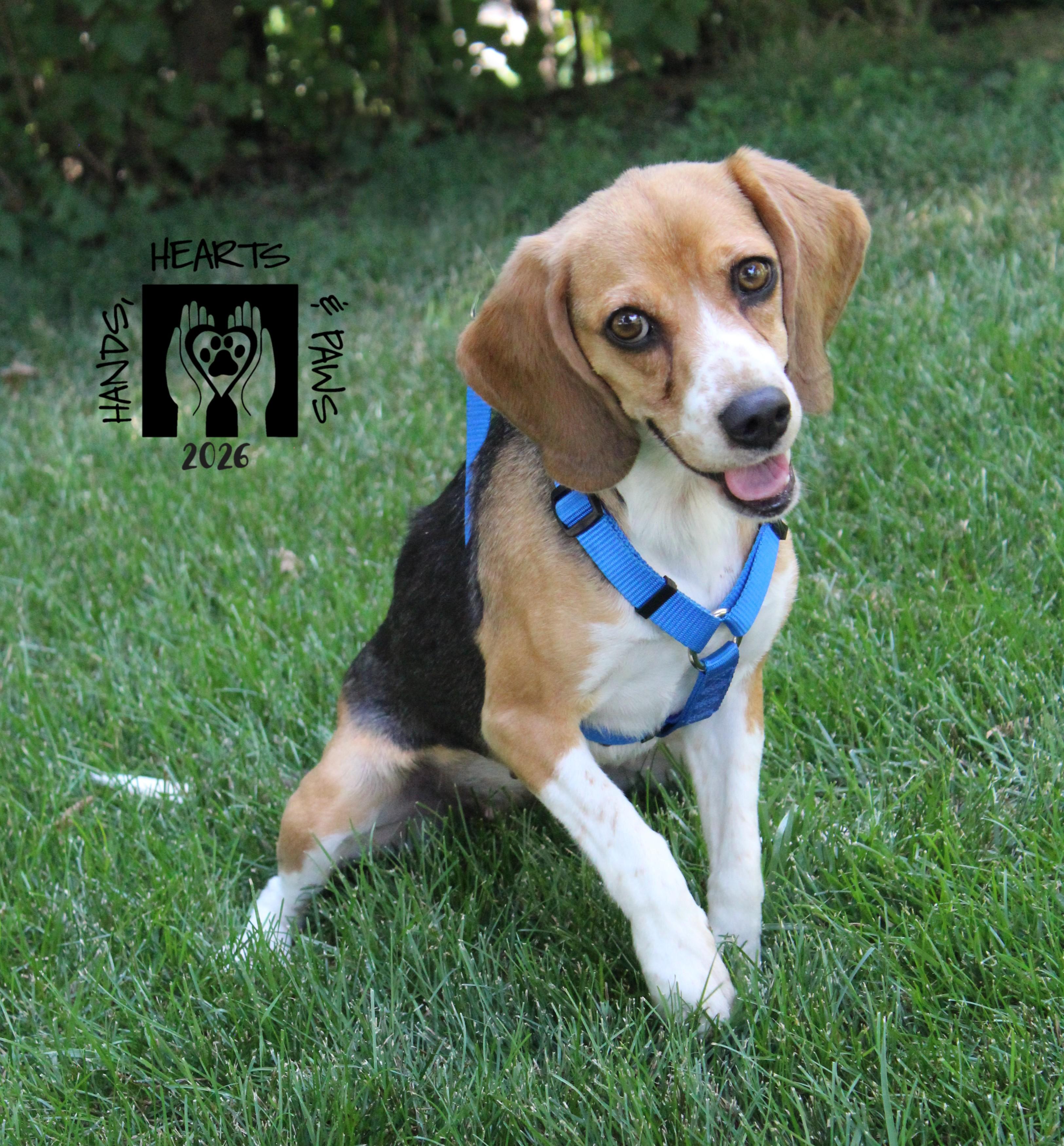 Liora, ADOPTABLE, Adult Female Beagle.