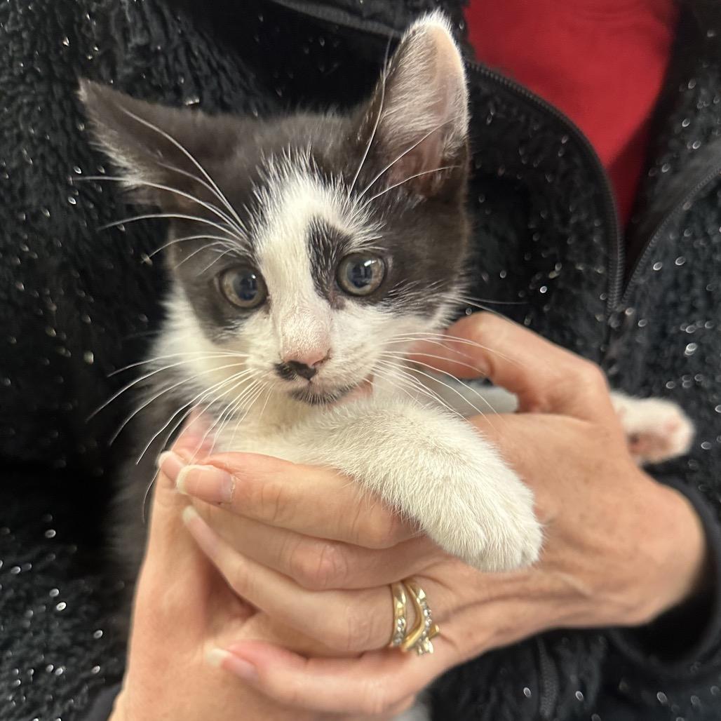 Goose F-21622, Adoptable, Kitten Male Domestic Short Hair.