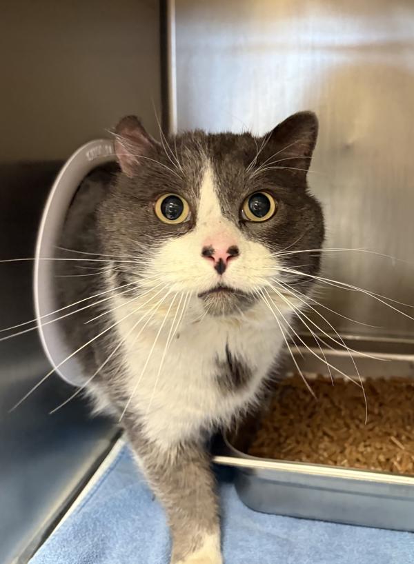Enlarge Angus, a Adoptable mixed breed in Great Falls, MT image 1/1