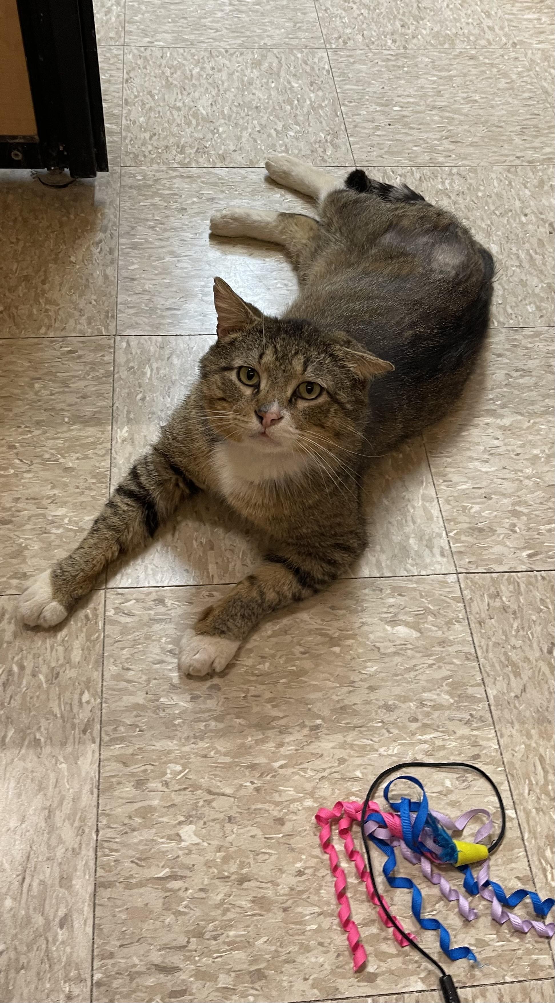Jackson, an adopted Domestic Short Hair in Highland, IN image 3/4