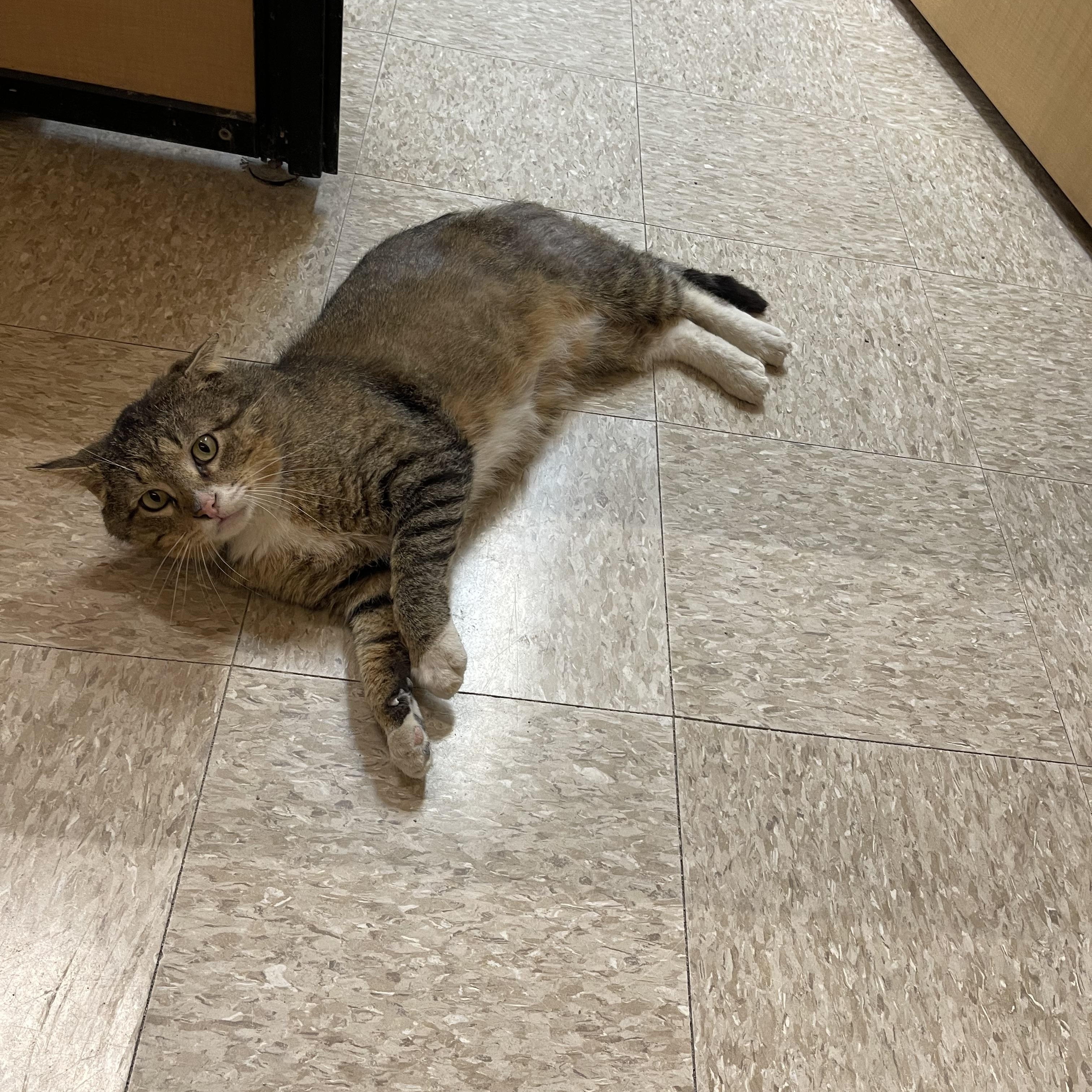 Jackson, an adopted Domestic Short Hair in Highland, IN image 4/4