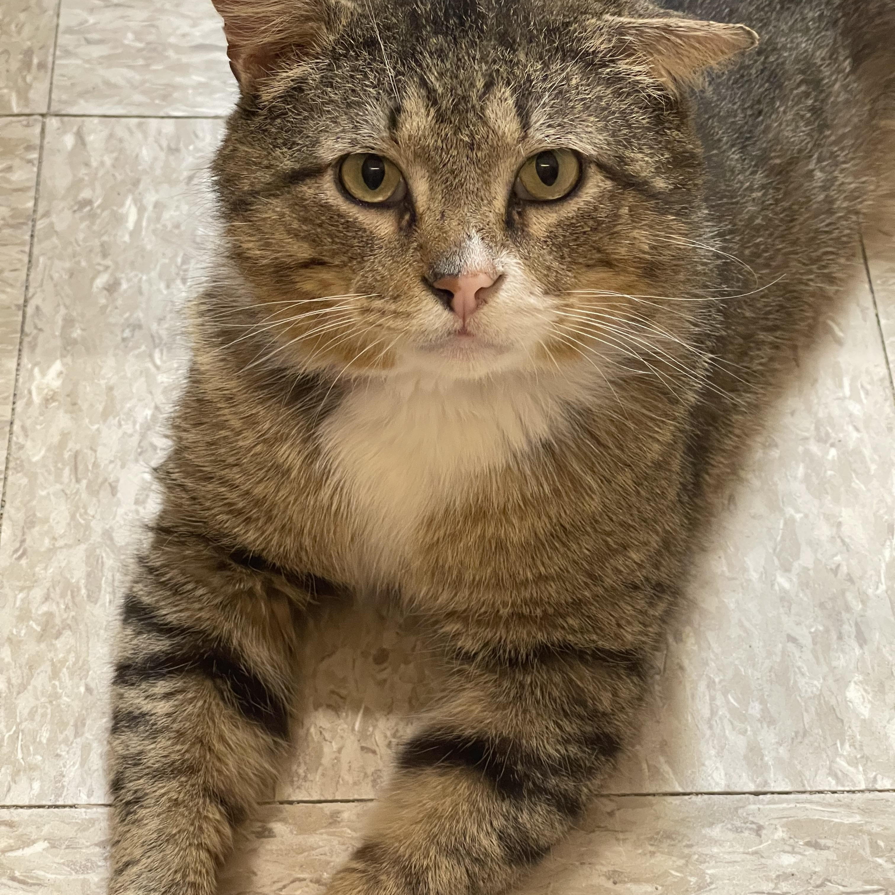 Jackson, adopted, Adult Male Domestic Short Hair.