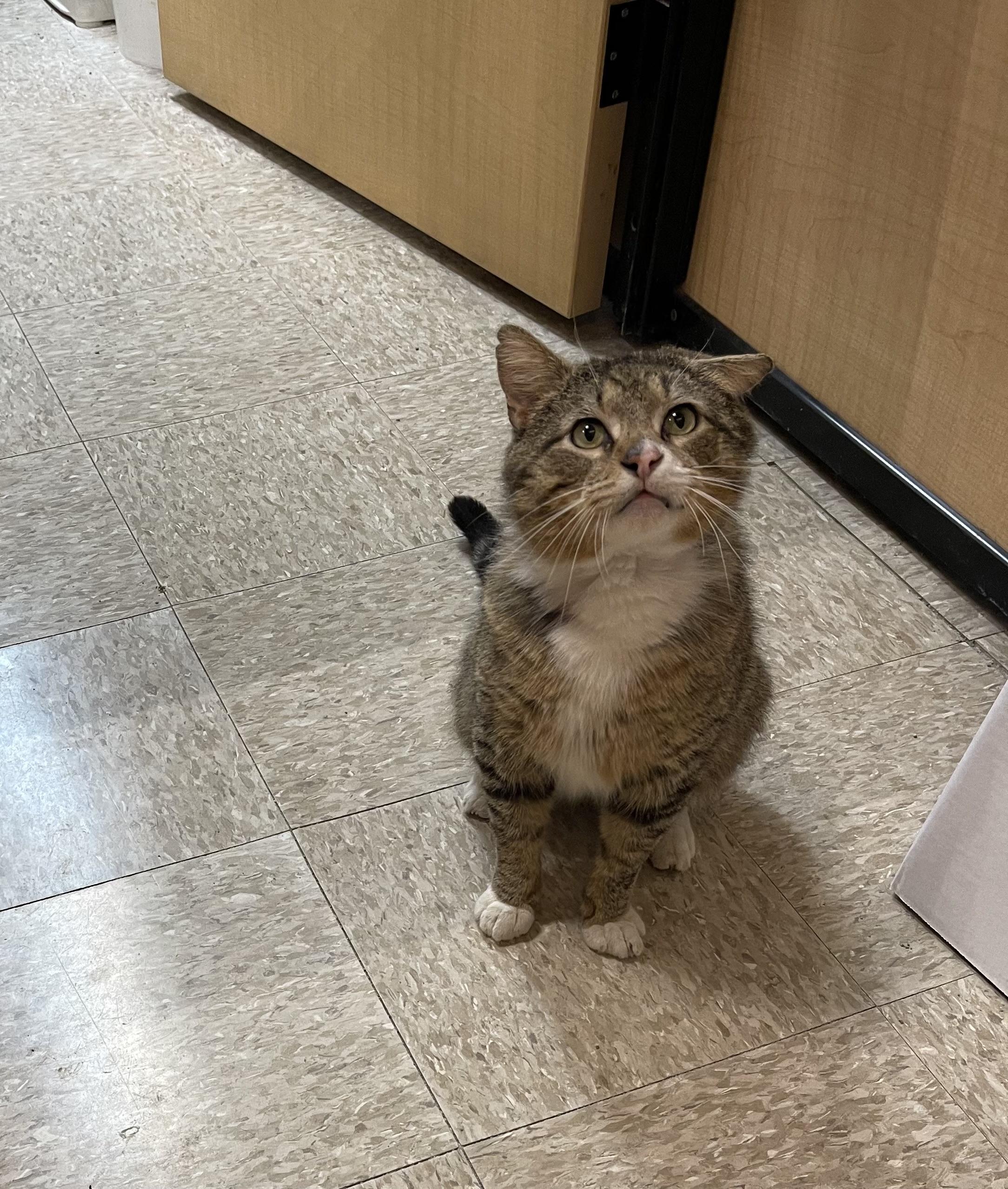 Jackson, an adopted Domestic Short Hair in Highland, IN image 2/4