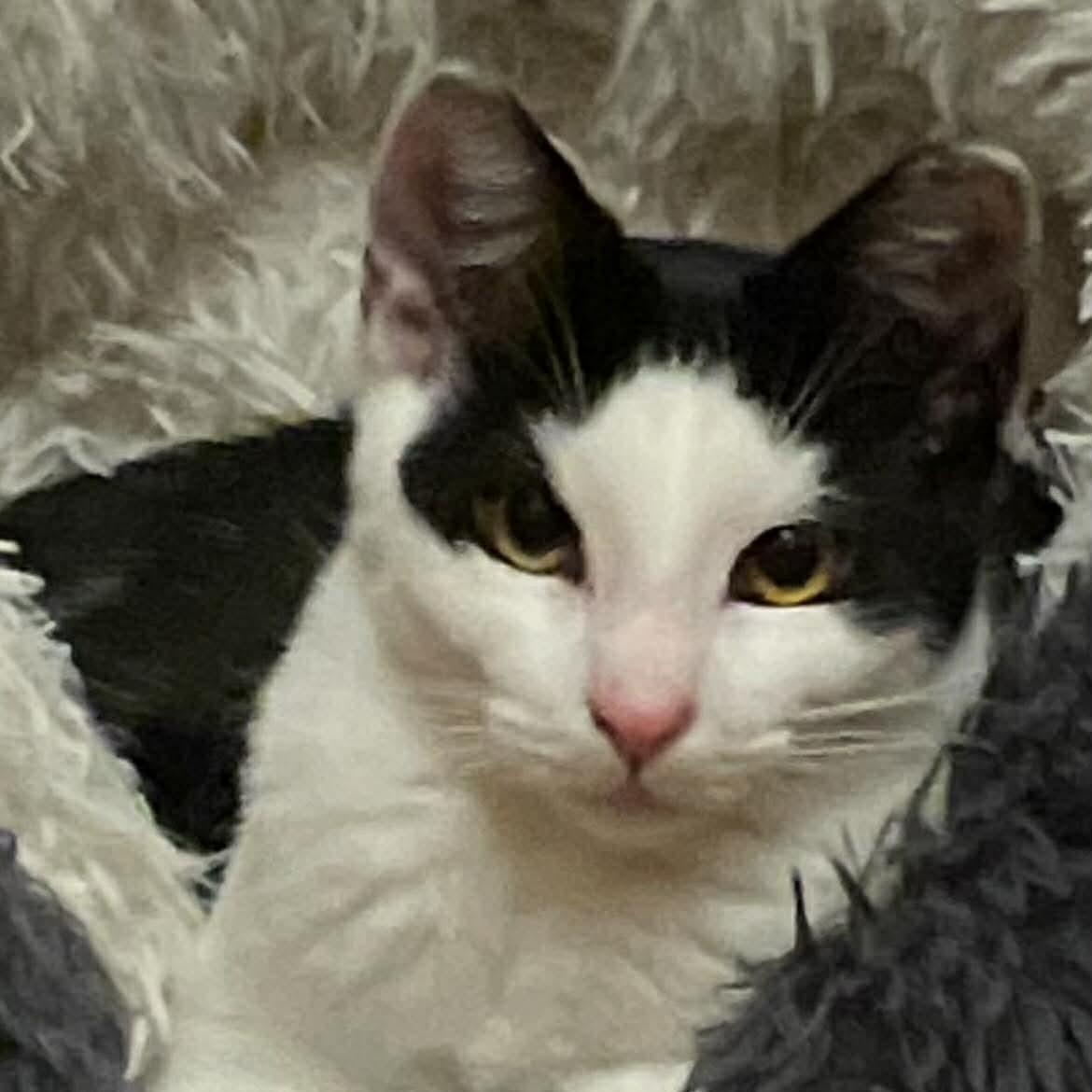 Enlarge Benji , a ADOPTABLE Domestic Short Hair in Woodmere, NY image 1/1