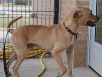 Enlarge Holiday Inn, a Adoptable mixed breed in Longview, TX image 1/2