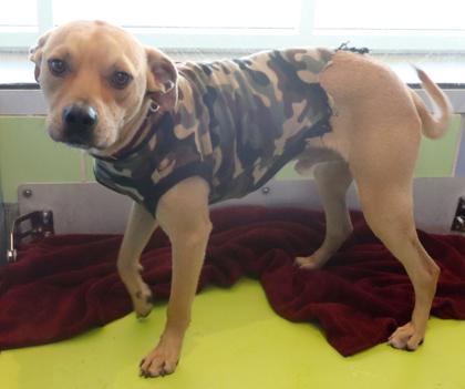 Enlarge Holiday Inn, a Adoptable mixed breed in Longview, TX image 2/2