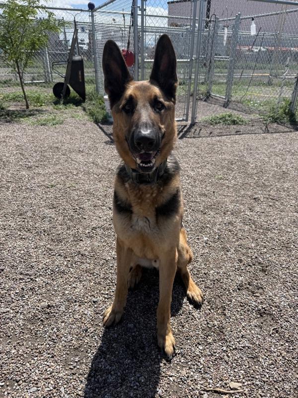 Enlarge Remy, a Adoptable mixed breed in Great Falls, MT image 1/1