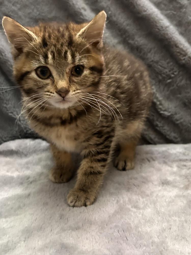 Enlarge Spring Roll (green collar), a Adoptable Domestic Short Hair in Peoria, IL image 1/1