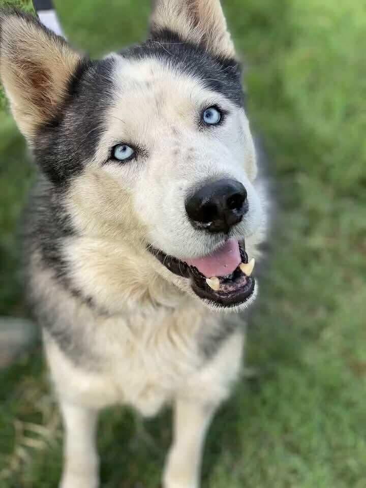 Enlarge Warrior, a Adoptable Siberian Husky in Fort Collins, CO image 2/4