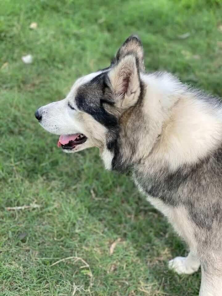 Enlarge Warrior, a Adoptable Siberian Husky in Fort Collins, CO image 3/4