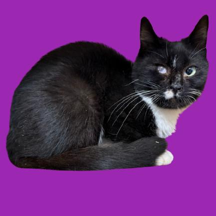 Enlarge Nala, a Adoptable Domestic Short Hair in Tuscaloosa, AL image 1/4