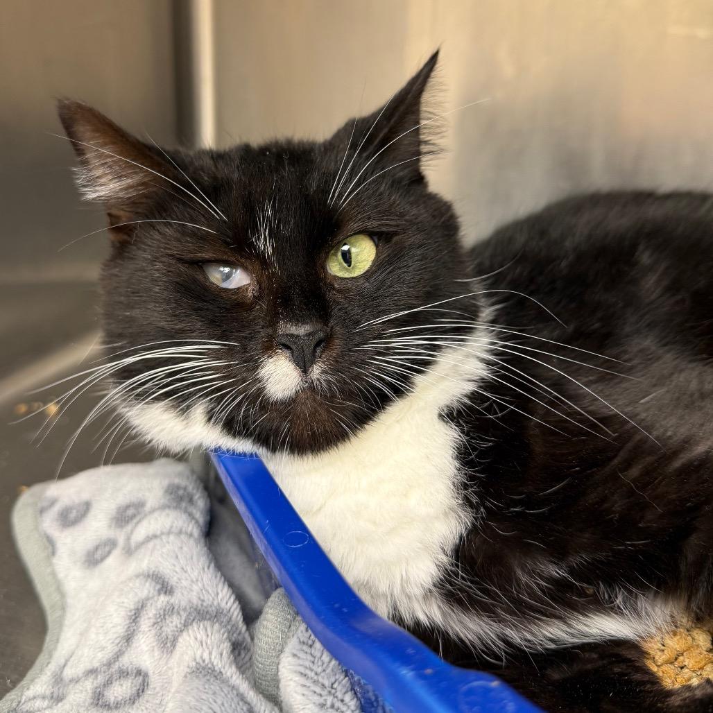 Enlarge Nala, a Adoptable Domestic Short Hair in Tuscaloosa, AL image 2/4