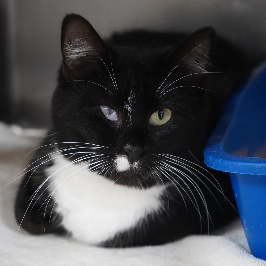 Enlarge Nala, a Adoptable Domestic Short Hair in Tuscaloosa, AL image 3/4