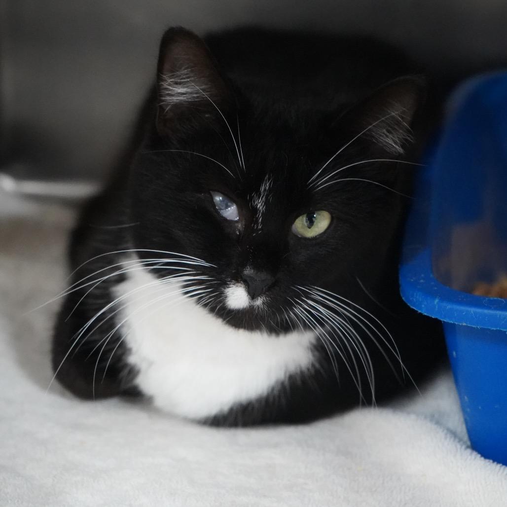 Nala — thumbnail 4