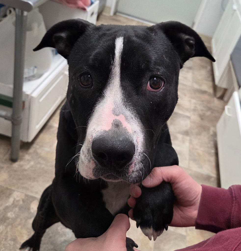 Lewis, Adoptable, Puppy Male Pit Bull Terrier.
