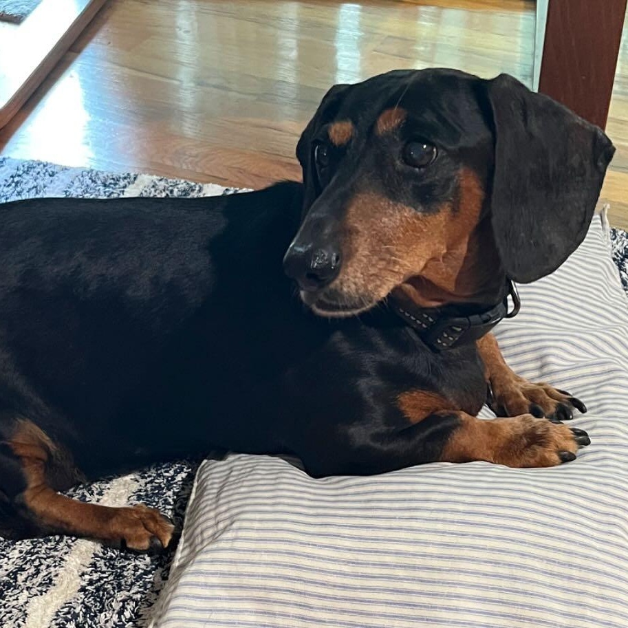Enlarge Lucy (Senior), a Adoptable Dachshund in Portland, OR image 1/1