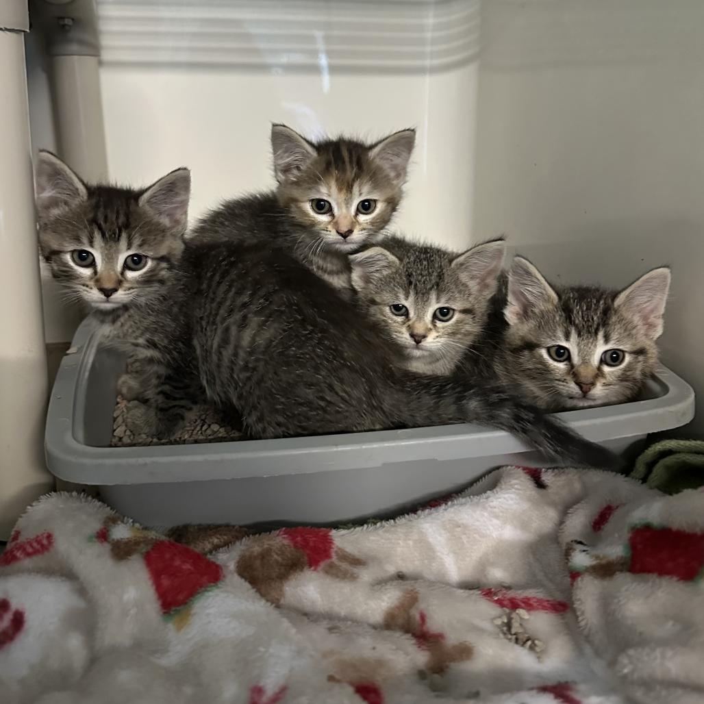 Enchilada, Adoptable, Kitten Female Domestic Short Hair.