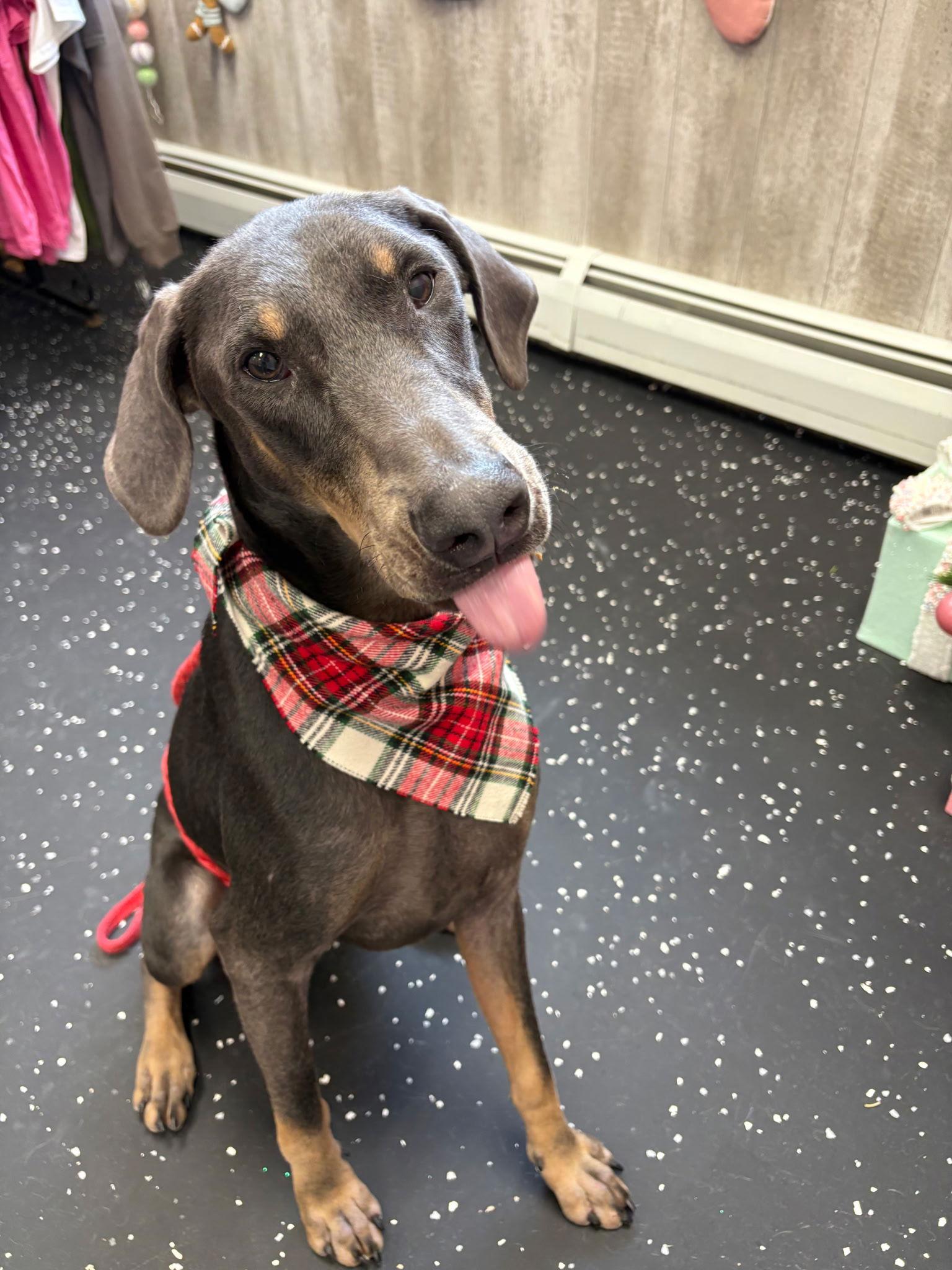 Blu FOSTER NEEDED, Adoptable, Young Male Doberman Pinscher.
