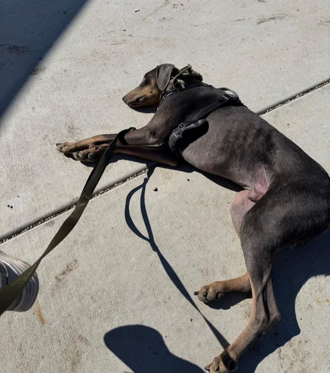 Blu, Adoptable, Young Male Doberman Pinscher.