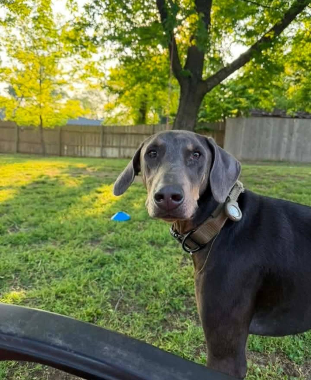 Enlarge Blu, a Adoptable Doberman Pinscher in Buffalo, MN image 1/3
