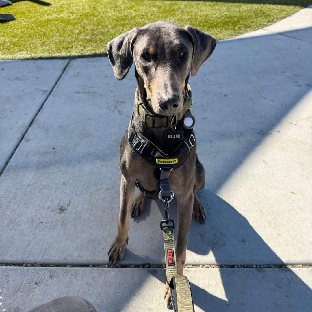 Enlarge Blu, a Adoptable Doberman Pinscher in Buffalo, MN image 3/3