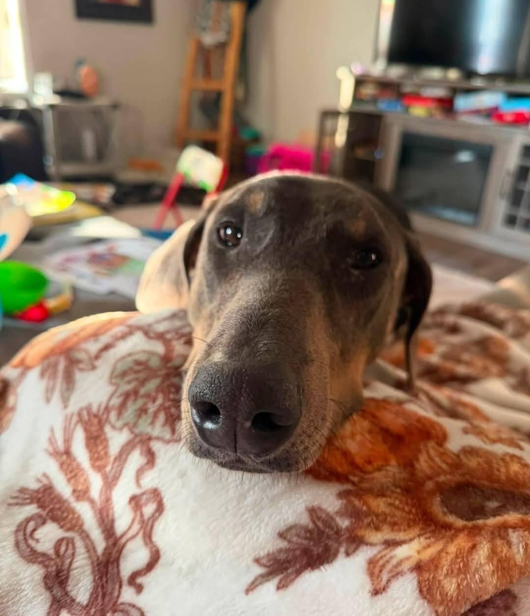 Enlarge Blu, a Adoptable Doberman Pinscher in Buffalo, MN image 2/3