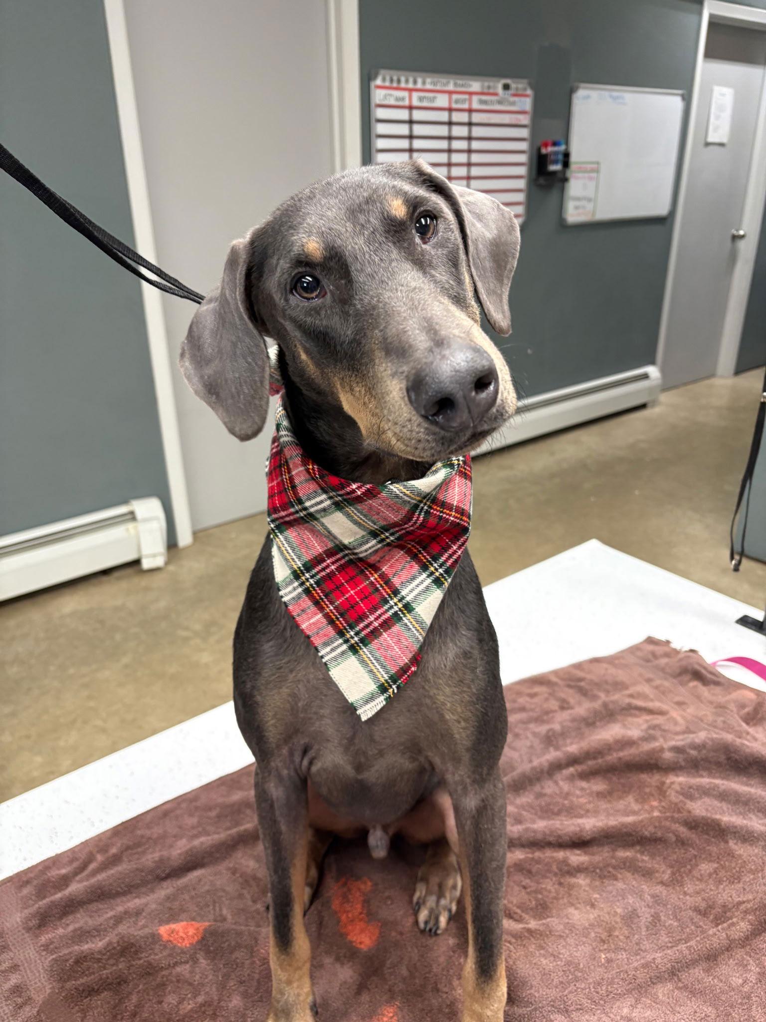 Blu, Adoptable, Young Male Doberman Pinscher.