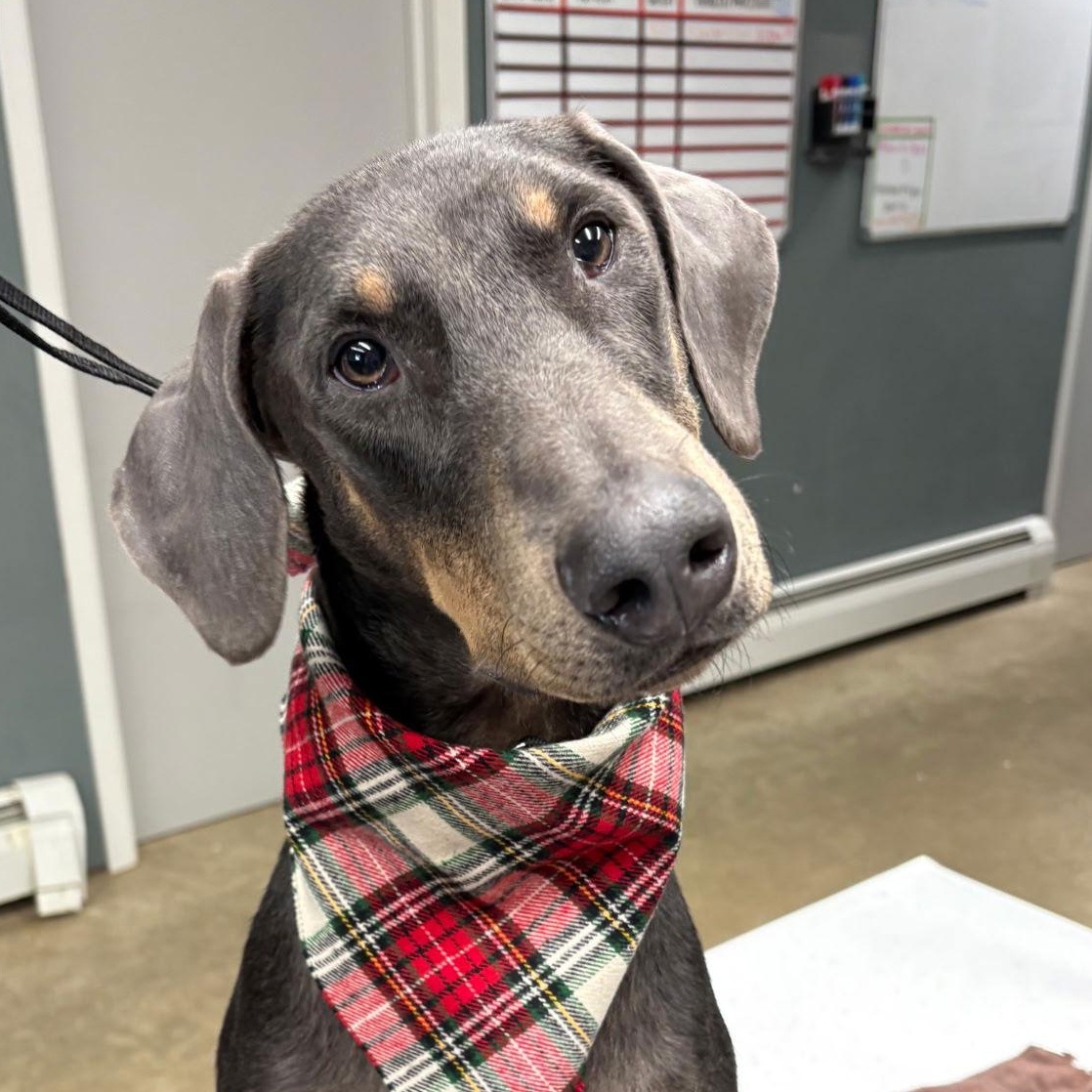 Enlarge Blu, a Adoptable Doberman Pinscher in Buffalo, MN image 2/3