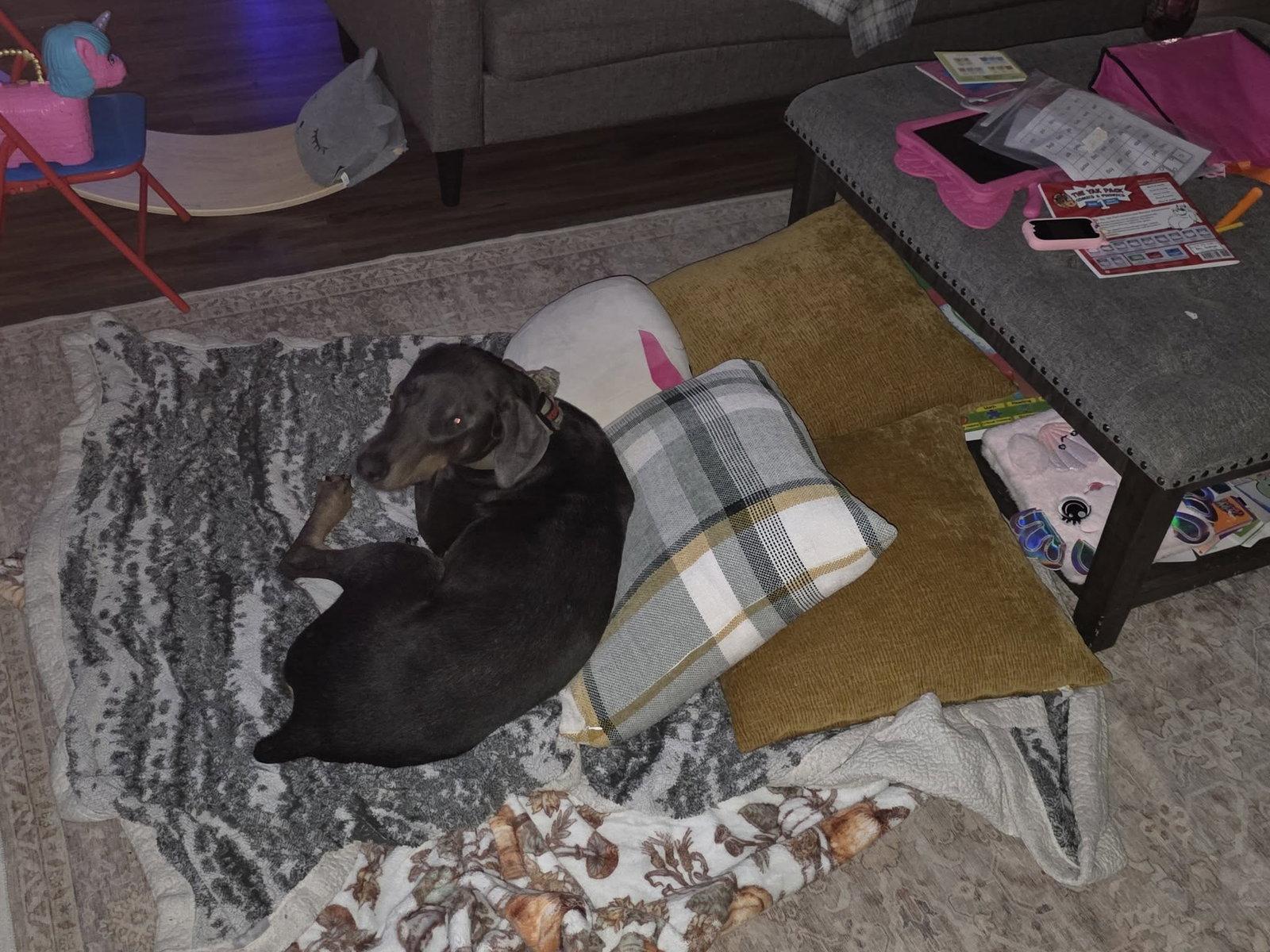 Enlarge Blu, a Adoptable Doberman Pinscher in Buffalo, MN image 1/3