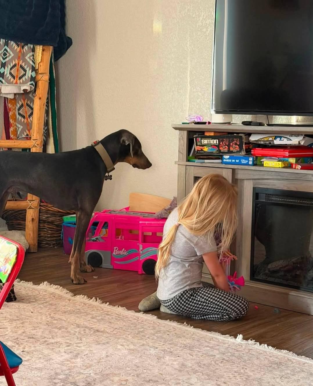 Enlarge Blu, a Adoptable Doberman Pinscher in Buffalo, MN image 3/3