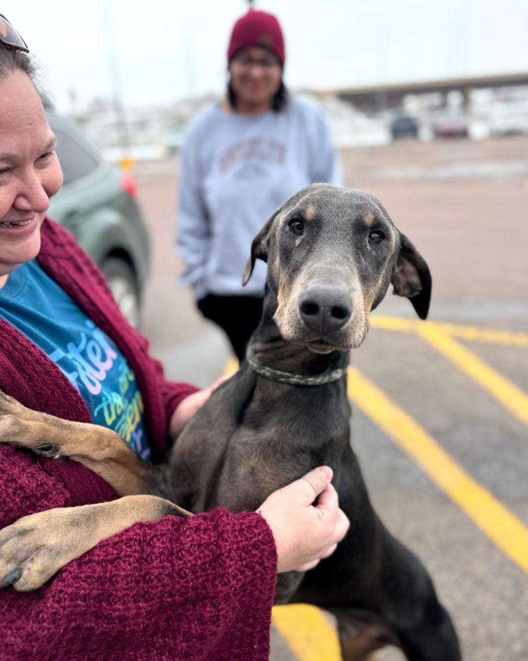 Enlarge Blu FOSTER NEEDED, a Adoptable Doberman Pinscher in Buffalo, MN image 3/3