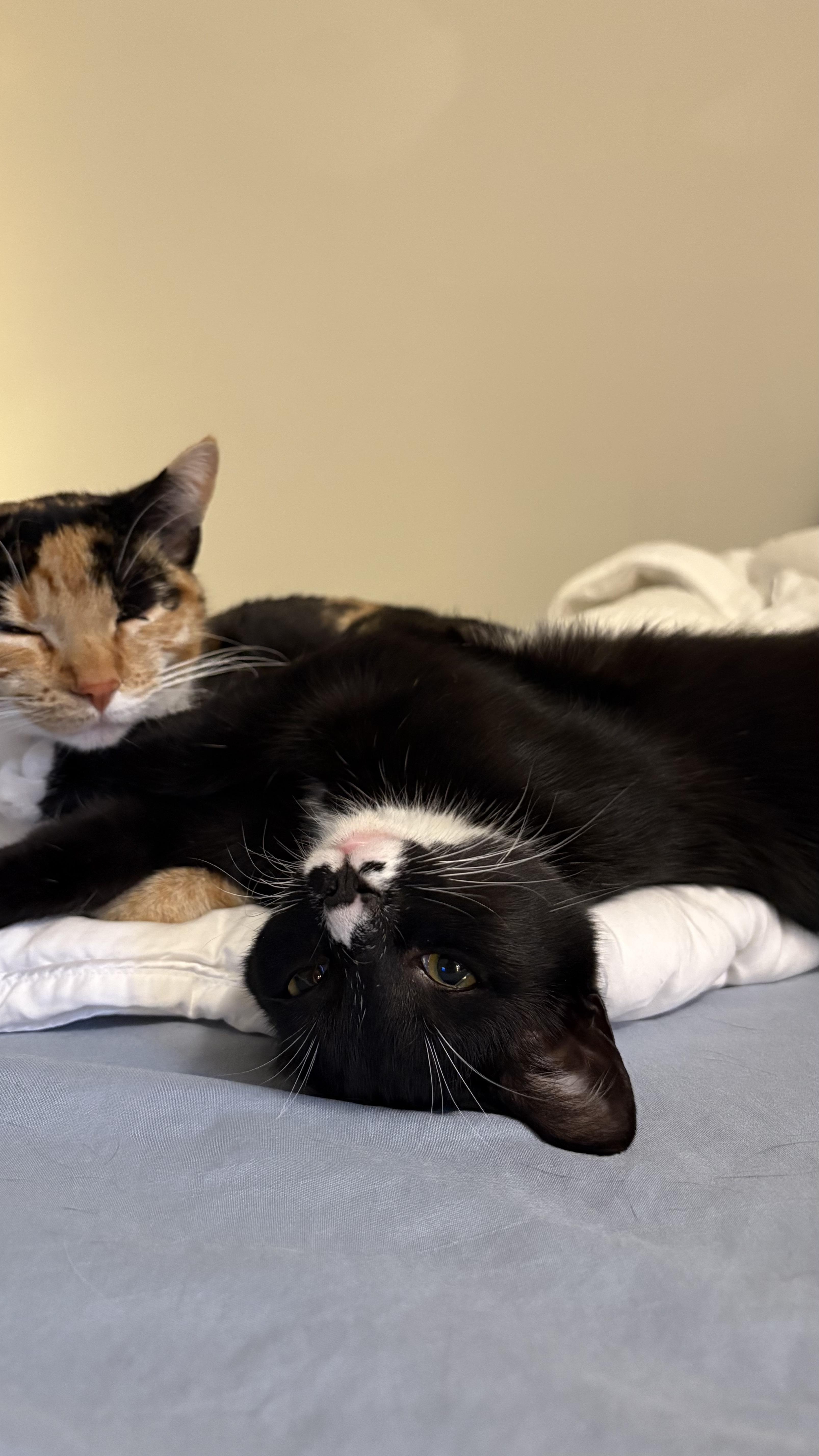 Moose, Adoptable, Young Female Domestic Short Hair.