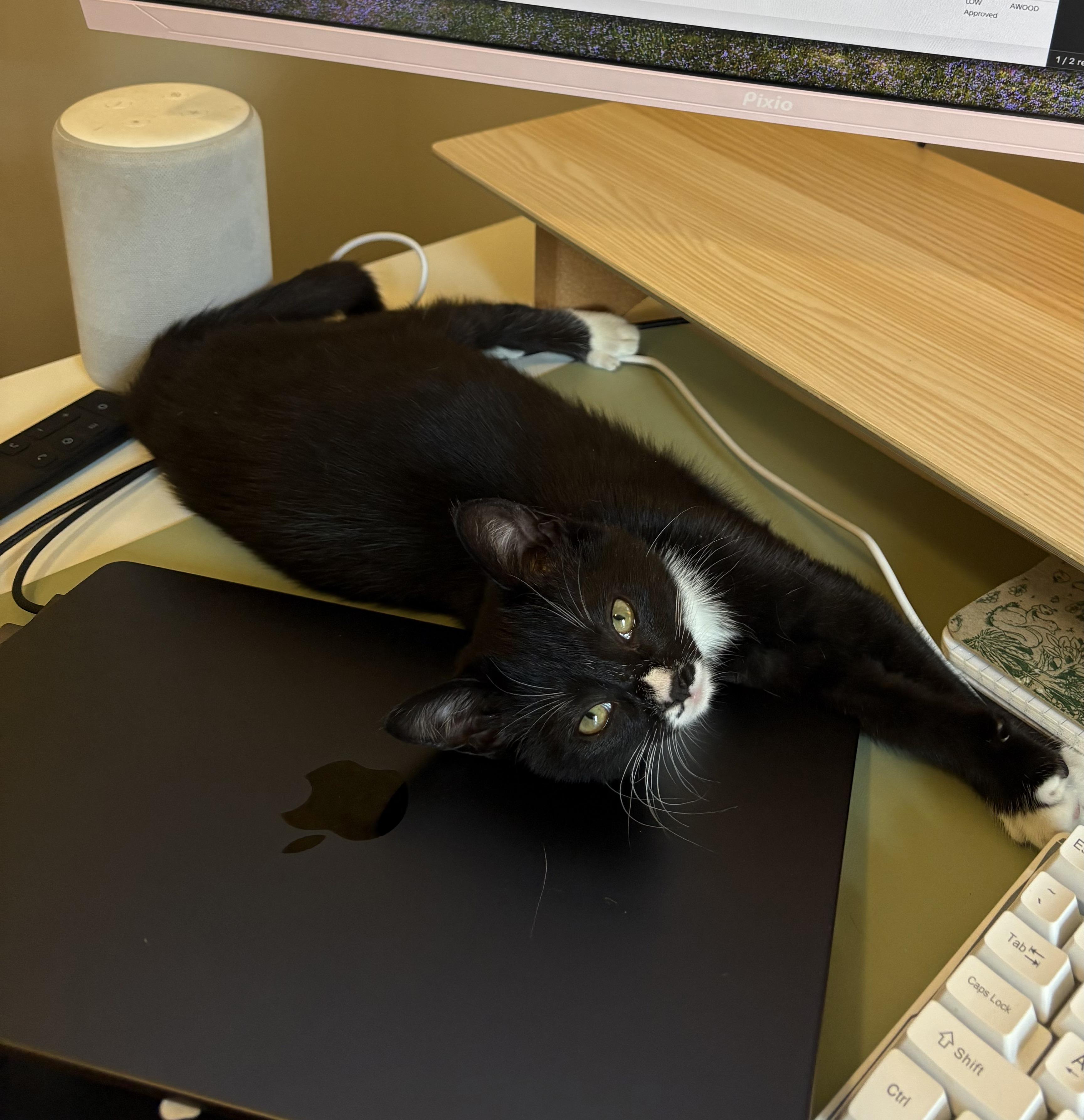 Enlarge Moose, a Adoptable Domestic Short Hair in Nashville, TN image 2/6