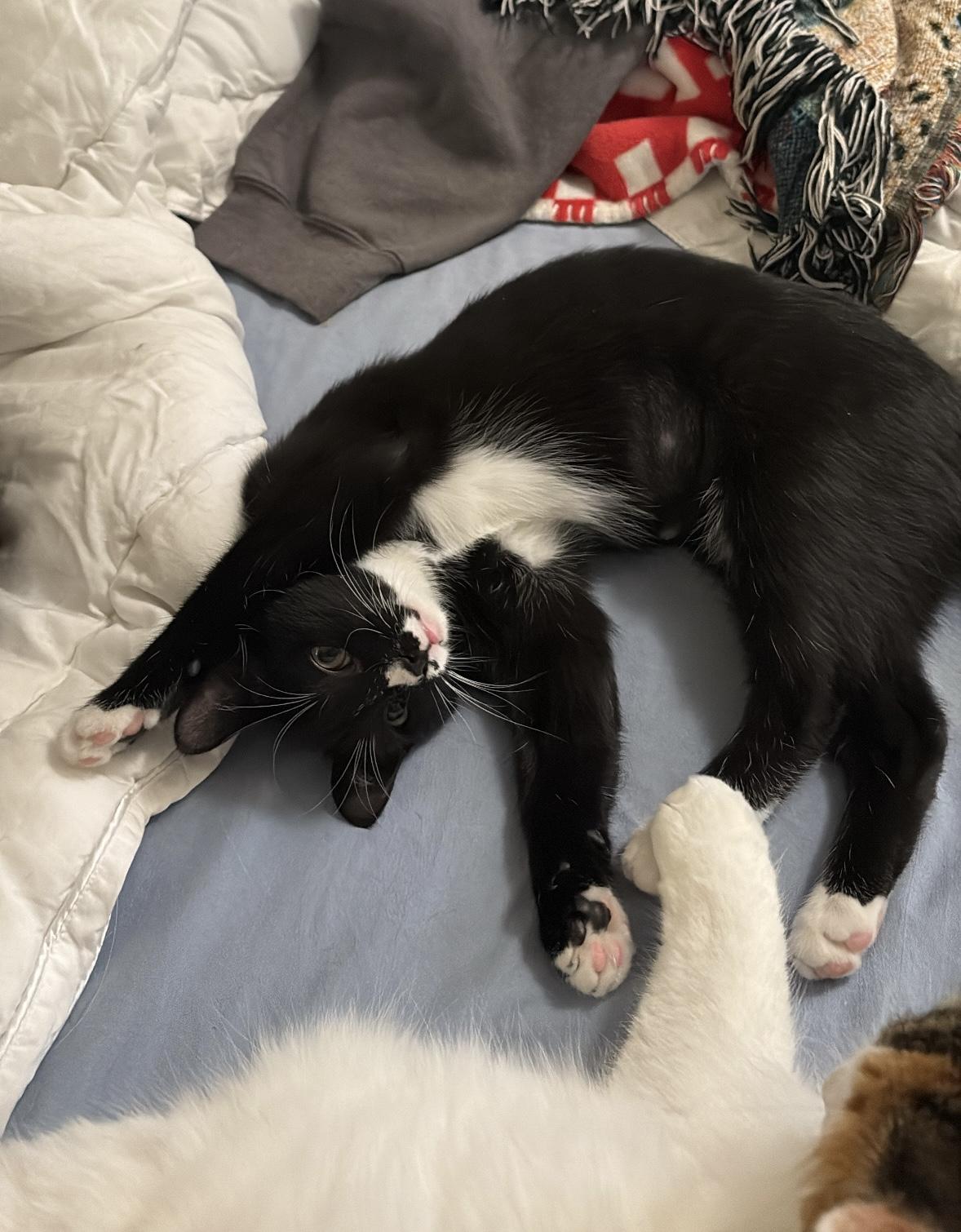 Enlarge Moose, a Adoptable Domestic Short Hair in Nashville, TN image 5/6