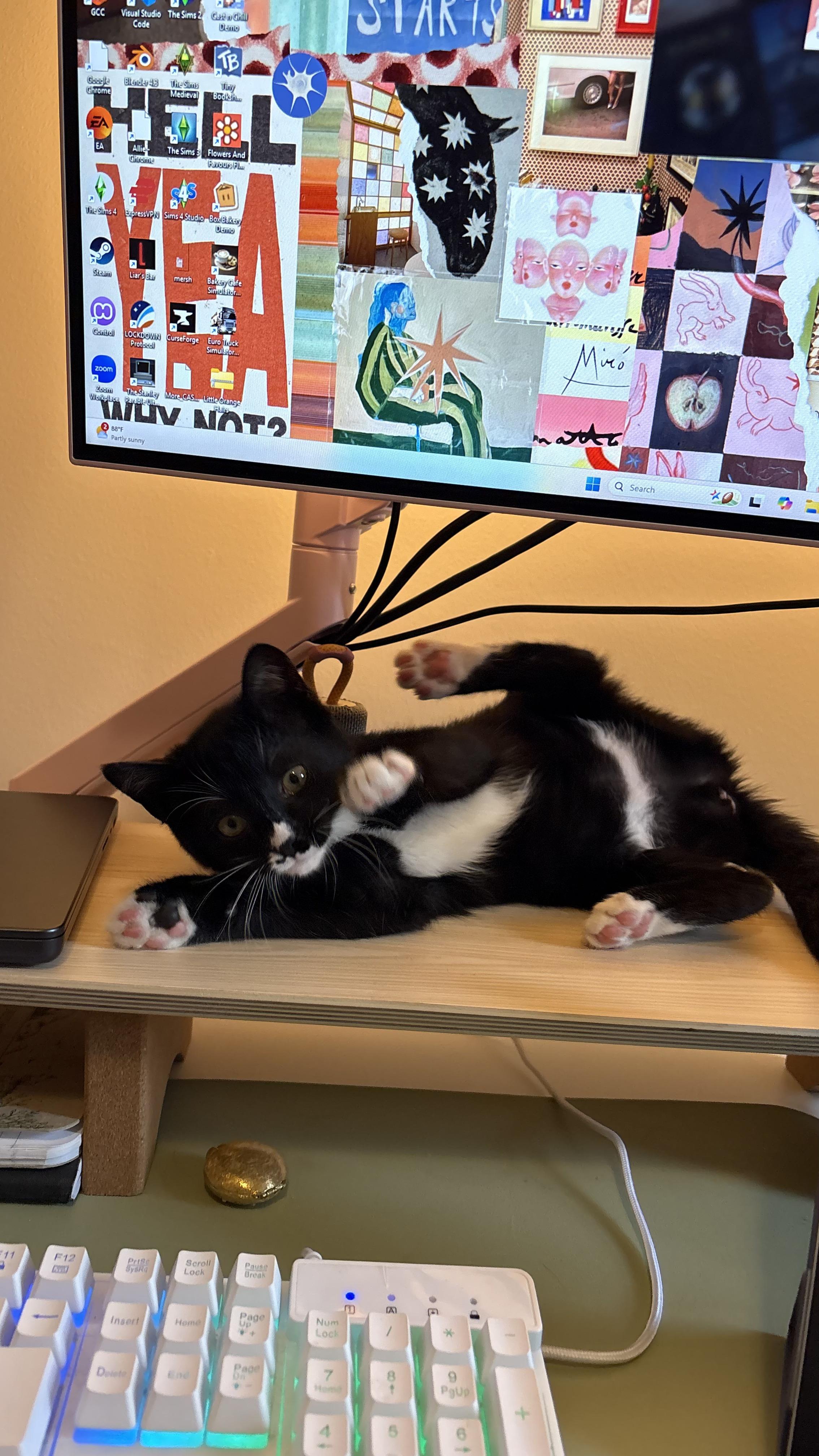 Enlarge Moose, a Adoptable Domestic Short Hair in Nashville, TN image 6/6