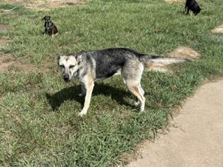 Enlarge DUCHESS - TRANSPORT AVAILABLE, a Adoptable mixed breed in Canton, OH image 5/6
