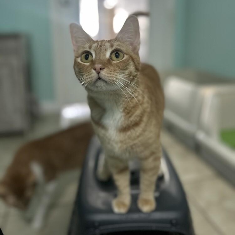 Ginny Weasley, a Adoptable Domestic Short Hair in Claremont, NH image 2/6