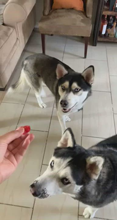 Enlarge Samson, a Adopted Siberian Husky in Studio City, CA video 6/11