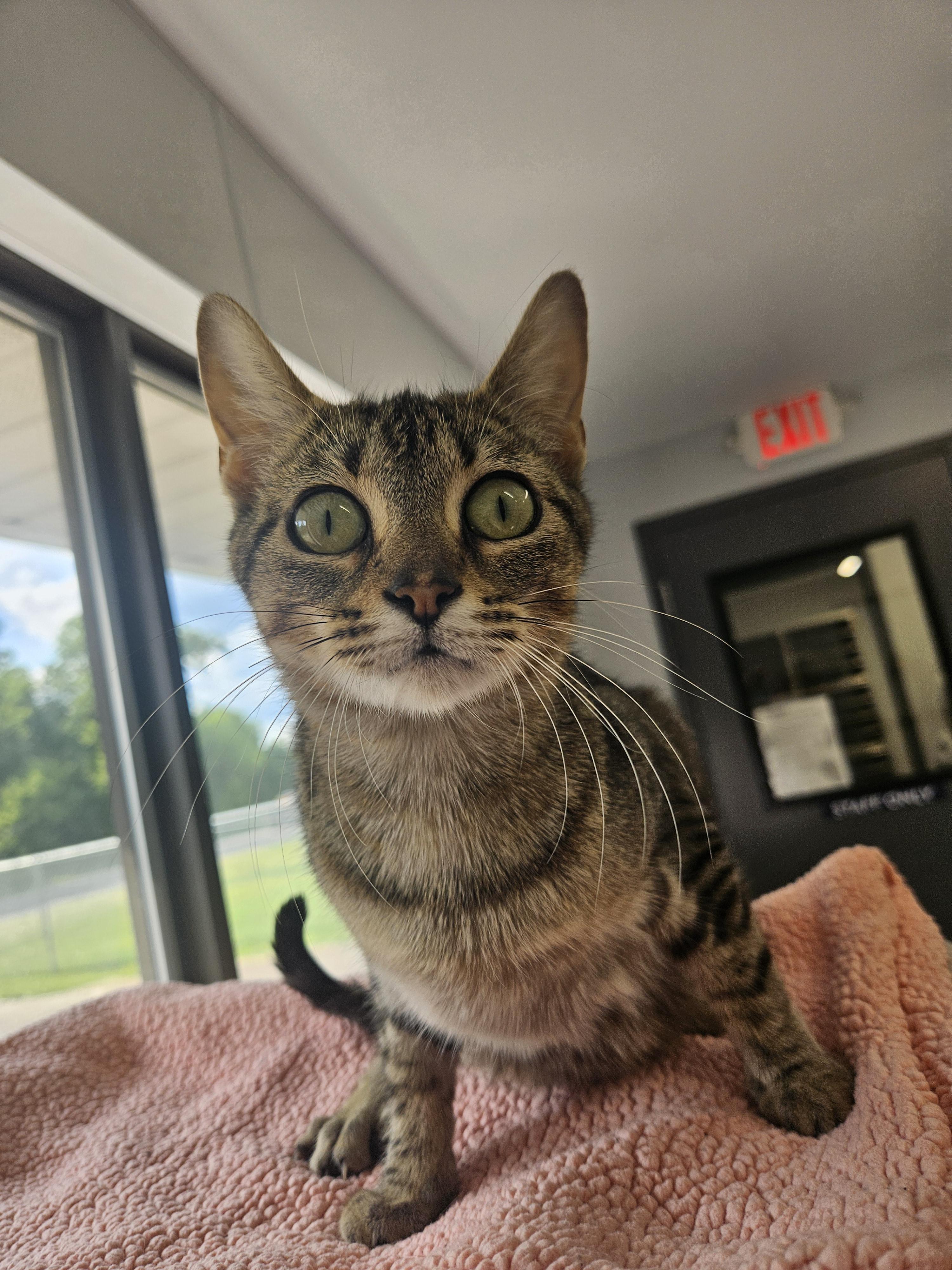 Penny, adopted, Young Female Domestic Short Hair.